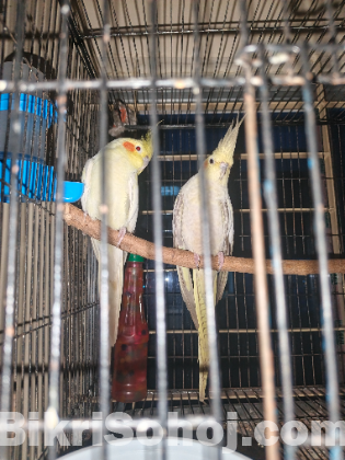 ককাটেল পাখি খাচা সহ